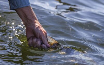 Three Tips for Small Stream Fishing