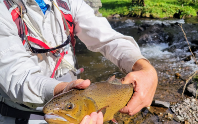 Resilience Rise of the Apache Trout