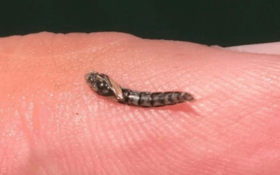 Stillwater Fly Fishing: Mastering Chironomids, Midges, and Bloodworms