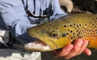 Fall 2026 Fishing Prediction